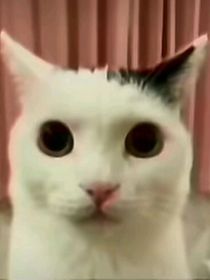 猫猫惊魂（游戏版）