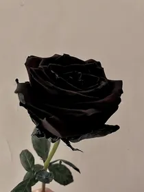 绝世：天使祈愿与坠落