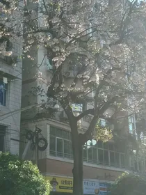 南路烟花