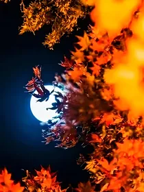 秋夜相恋