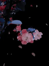 枳棠