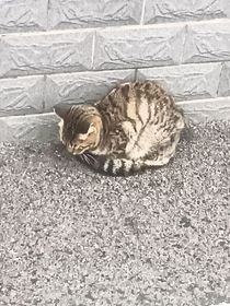 话本001