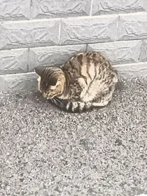 话本001