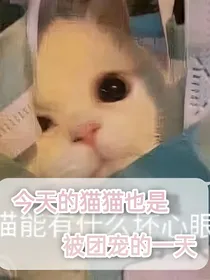 今天的猫猫也是被团宠的一天