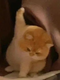 一念永恒：青侯长柳