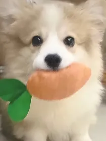 翔霖2