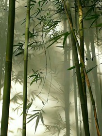十法相的小公主，仙境女皇