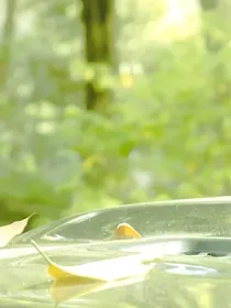 语隔秋鸣