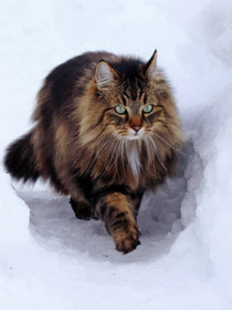 猫武士————叶族传奇