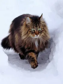 猫武士————叶族传奇
