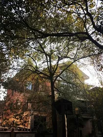 杨博文：念树常青