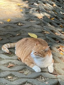 照映现实