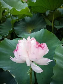 萌学园之并蒂花