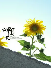 美丽的向阳花……