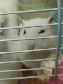 霸道校霸轻点宠