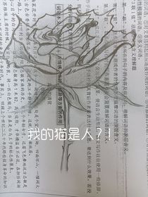 我的猫是人？！