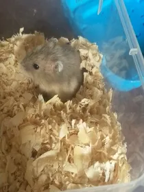 波妞日记