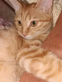 一只流浪猫该如何生活