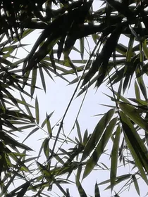 相思引，愿随月华流照君