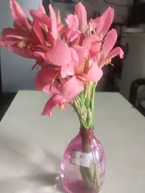 秋天的杨树