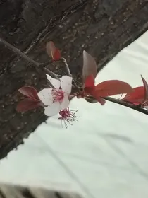 穿越修真界我成了男四的跟班