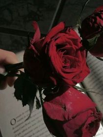 我将玫瑰赠送于你