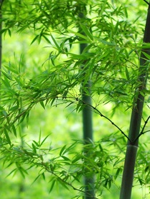 查九：不愿