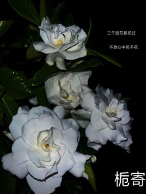 栀寄
