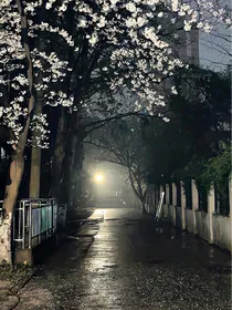告白盛夏