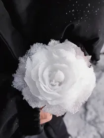玫瑰盛夏的光年