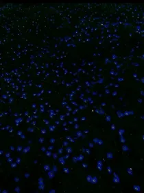 唐晓翼：在风中等你