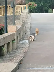 人生的散文诗