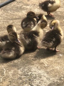 郡主的烛光