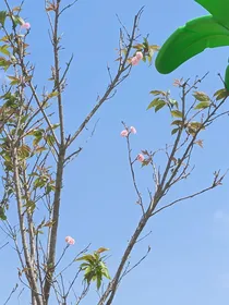 听潮阁：副总她左拥右抱
