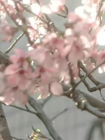 攻略霸道暴君