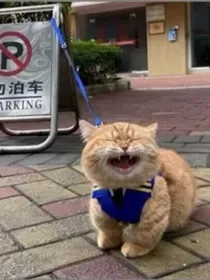 明天会更好啊啊啊啊