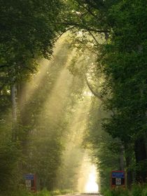 杨博文：光-d550