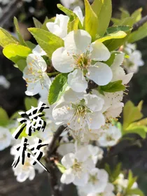 满枝