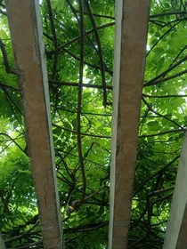 孤儿怨：懵懂无知的绿种