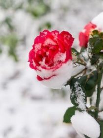 雪松下的蔷薇