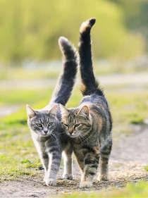 猫武士番外