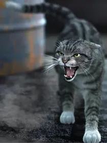 猫武士之黎明之光