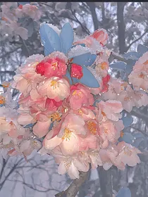 那一束梨花