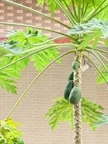 综影：只想躺平睡大觉