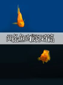 两条虚拟鱼的日常