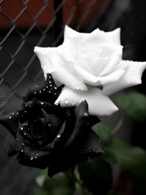 黑玫瑰与白茶花