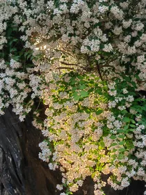 唱醉花间