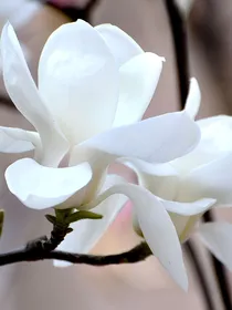 笑红尘：梦沉
