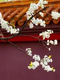 宫墙柳影