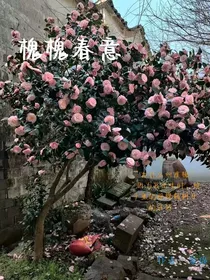 槐槐春意